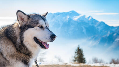 Mountain malamute sale